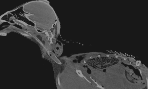 カワラヒワの器官や肺が見える断面CT画像