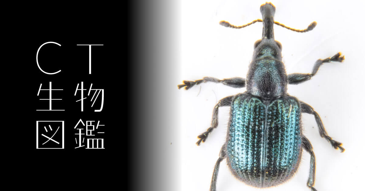 No.06 ゾウムシ | CT生物図鑑