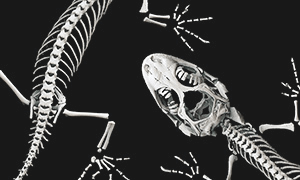 ヤモリの頭部と腹部の骨の3Dイメージ
