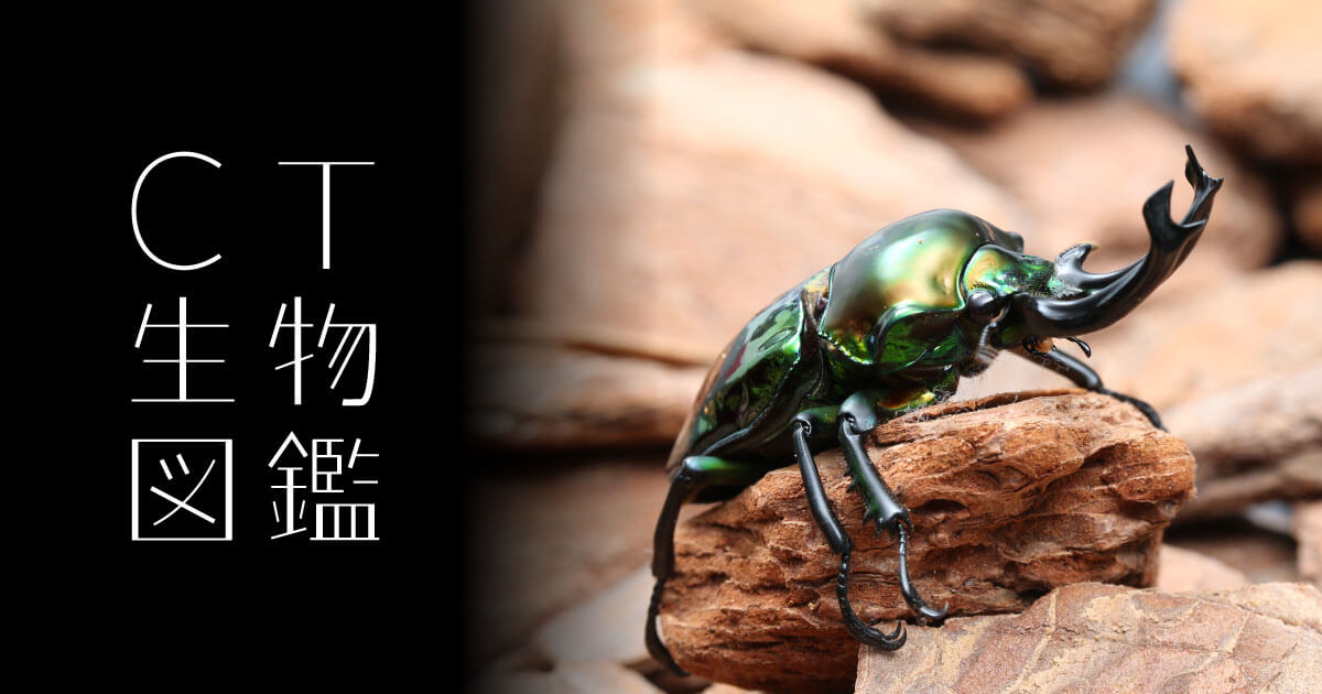 No.11 ニジイロクワガタ | CT生物図鑑