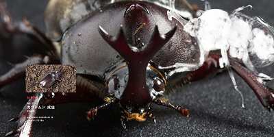 カブトムシ成虫の図鑑ページを追加