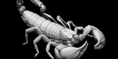 チャグロサソリの3Dデータが無料でダウンロードできます
